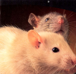 rat_2.jpg